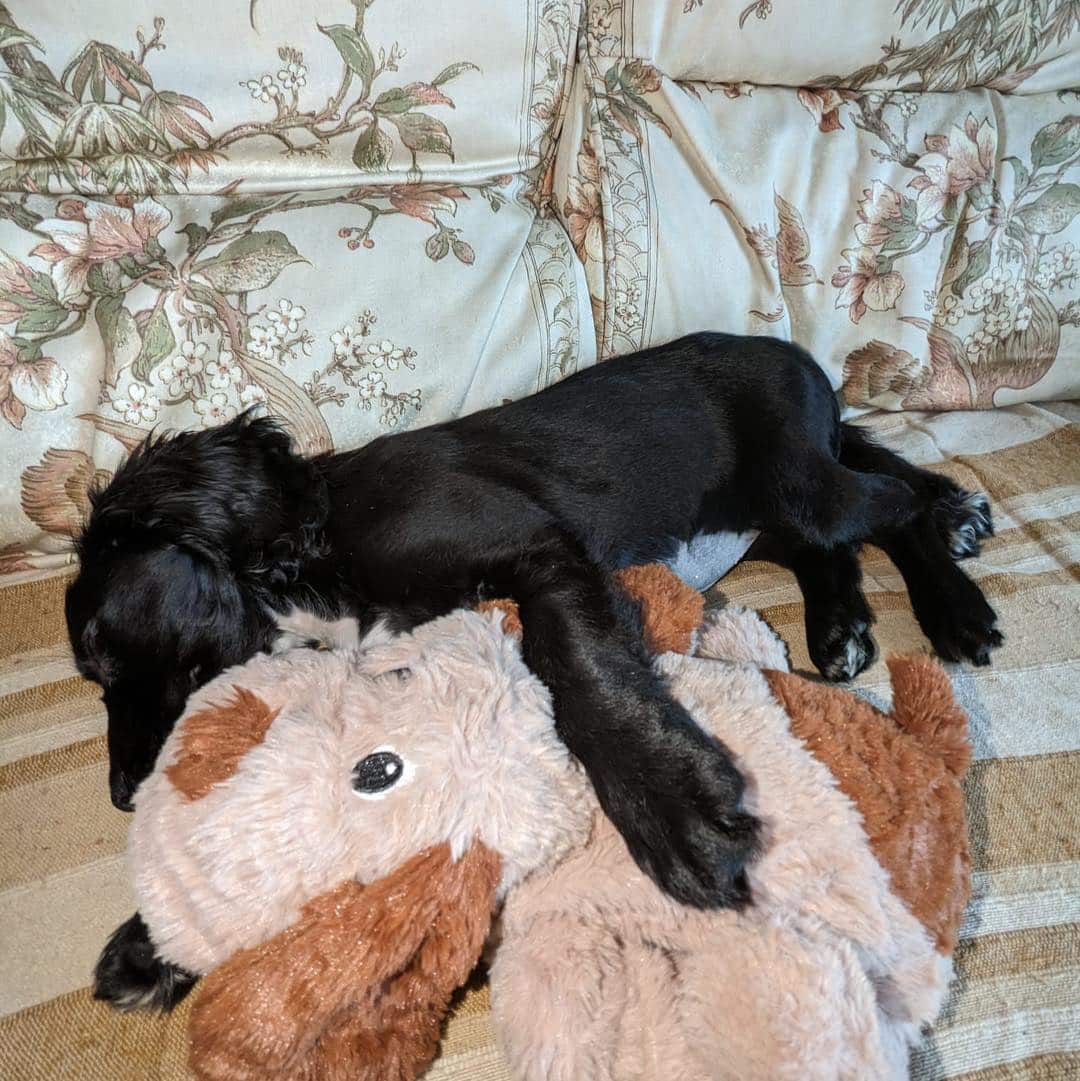 แอเรียลสุนัข 6 ขาขณะอยู่ในการดูแลของจนท.