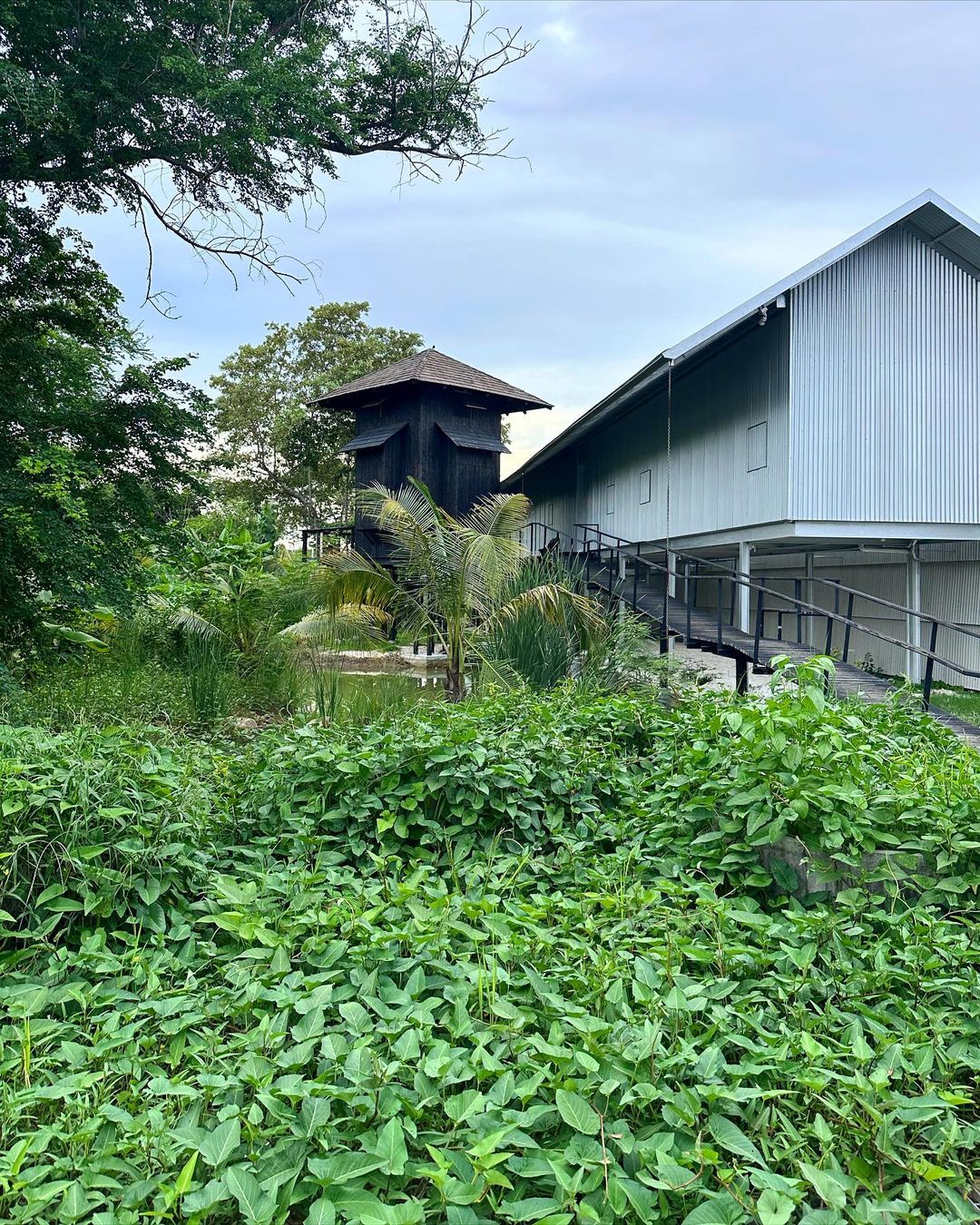 โทนี่ เจอทุ่งผักบุ้งบุกบ้าน