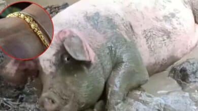 สาวใจบุญถอดสร้อยข้อมือไถ่ชีวิตหมู