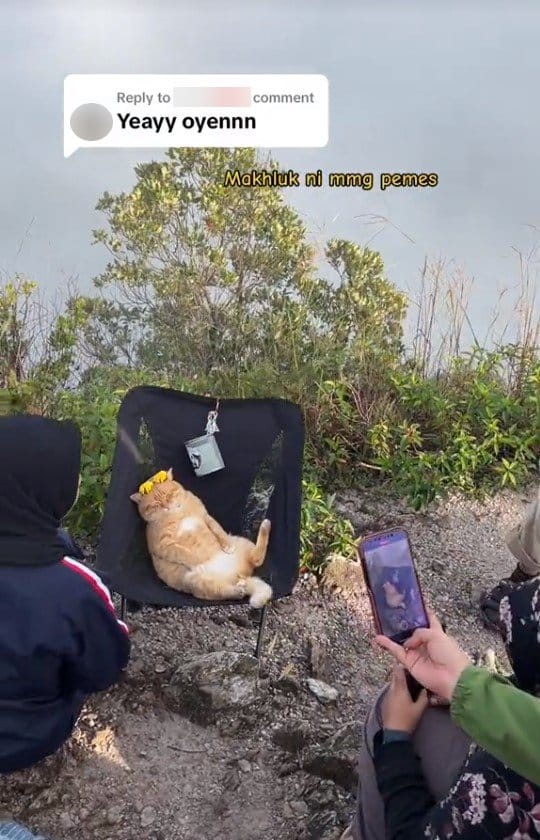 ไวรัลแมวส้มโดนรุมถ่ายภาพ