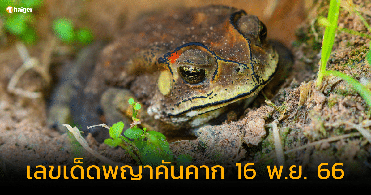 เลขเด็ด พญาคันคาก 11/16/23