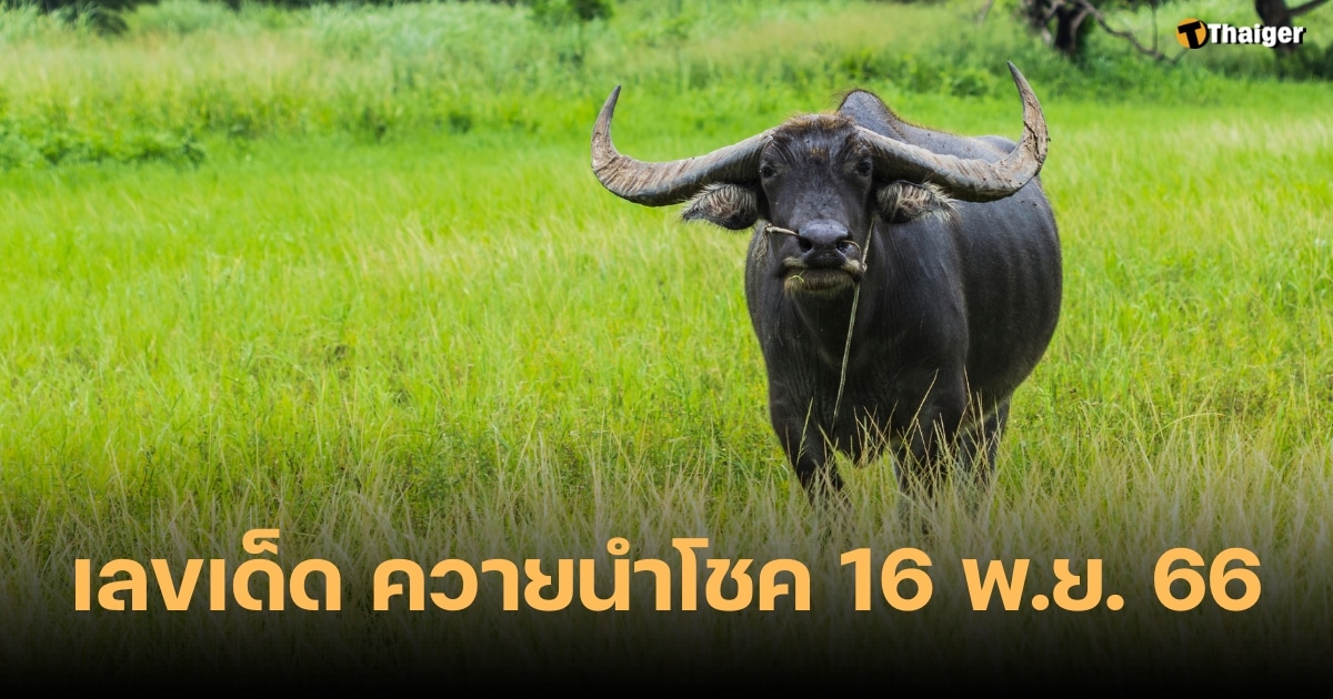 เลขเด็ด ควายนำโชค 16 11 66