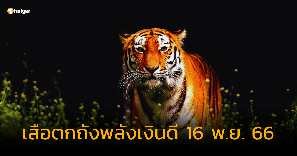 แจกอย่างไว เสือตกถังพลังเงินดี แนวทางรวยด้วยเลขเบิ้ล งวด 16 พ.ย. 66 | Thaiger ข่าวไทย