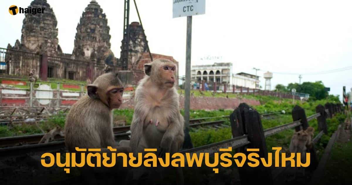 ลิงลพบุรี ถูกย้ายจากเมืองเก่าจริงไหม