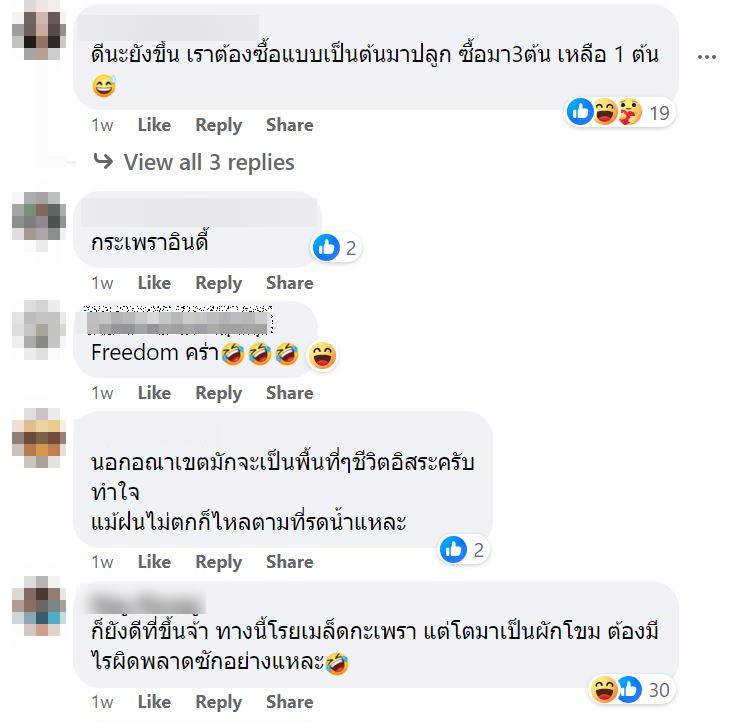 กะเพราอินดี้