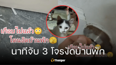 ครูสาวเจอแมวงัดบ้าน กลั้นใจเปิดประตู ผงะเจอแก๊งโจร 3 ตัวทำอะไรไม่ถูก