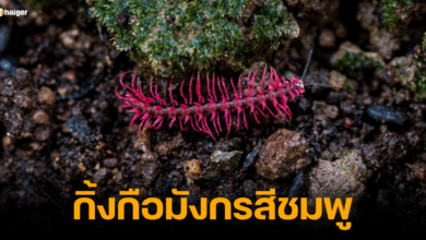 คลิป กิ้งกือมังกรสีชมพู