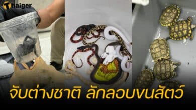 จับต่างชาติ ลักลอบขนสัตว์