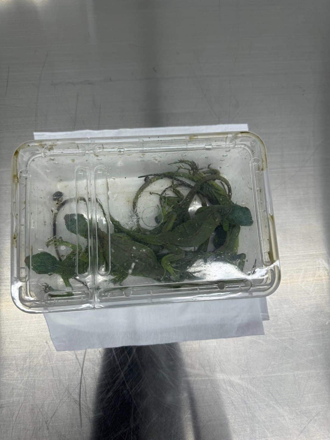 จับนักท่องเที่ยว สุวรรณภูมิ