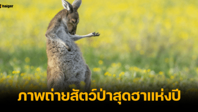 จิงโจ้เล่นกีตาร์อากาศ คว้ารางวัลภาพถ่ายสุดฮา 2023