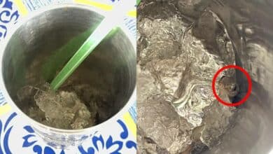 จิ้งจกในแก้วน้ำแข็ง กลุ่มผู้บริโภค