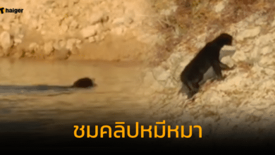 ชมคลิป หมีหมา ว่ายน้ำข้ามฝั่งในผืนป่าคลองแสง