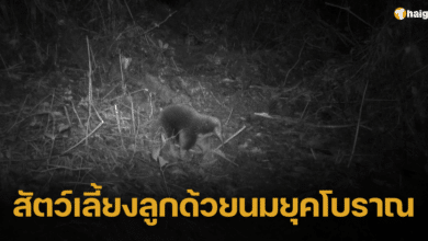 นักวิทย์ฯ พบสัตว์เลี้ยงลูกด้วยนมที่คิดว่าสูญพันธุ์แล้วกว่า 60 ปี ในป่าอินโดนีเซีย