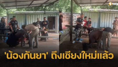 'น้องกันยา' ลูกช้างป่าพัดหลง เดินทางถึงเชียงใหม่เรียบร้อย เจ้าหน้าที่เตรียมส่งไปเจอแม่รับ