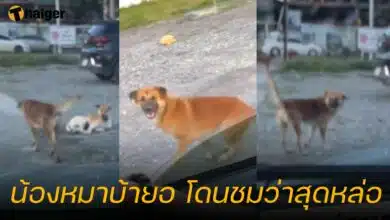 น้องหมาบ้ายอ สุดหล่อ