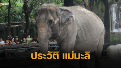 ประวัติ แม่มะลิ ช้างพังที่โดดเดี่ยวที่สุดในโลก