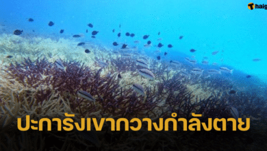 ผู้เชี่ยวชาญเผย "ปะการังเขากวาง" หมู่เกาะช้างกำลังตาย คาดเกิดจากโรค SCTLD