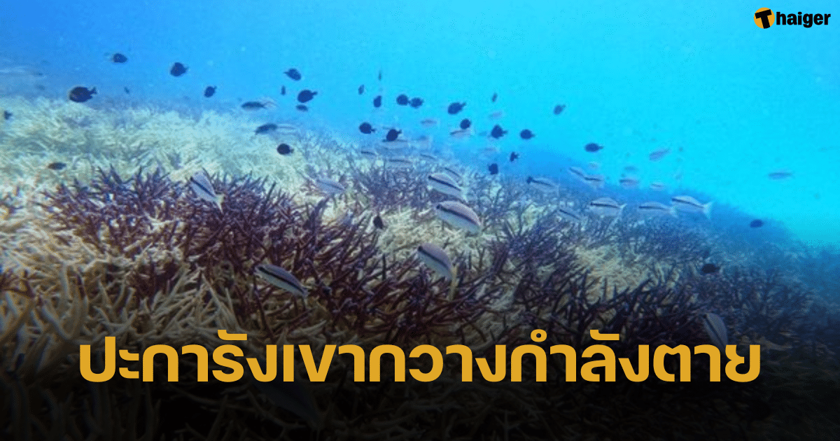 ผู้เชี่ยวชาญเผย "ปะการังเขากวาง" หมู่เกาะช้างกำลังตาย คาดเกิดจากโรค SCTLD