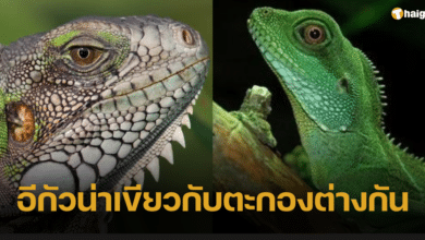 ผู้เชี่ยวชาญเผย 'อีกัวน่าเขียว' กับ 'ตะกอง' ต่างกัน ช่วงแพร่ระบาดต้องเช็กให้ชัวร์