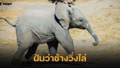 ฝันว่าช้างวิ่งไล่