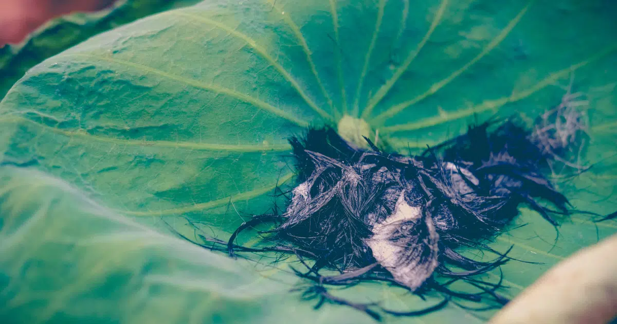 ฝันว่าถูกโกนหัวเพื่อบวชชี