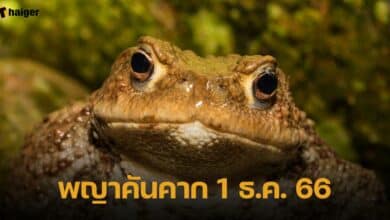 เลขเด็ด พญาคันคาก 1 ธ.ค. 66