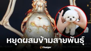 มินิบิชองกะโหลกเบี้ยว เหตุถูกผสมข้ามสายพันธุ์ เอาใจคนคลั่งหมาตัวเล็ก