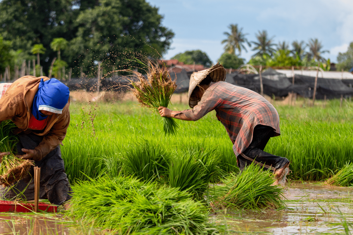 วิธีขึ้นทะเบียนเกษตรกรรายใหม่ ออนไลน์