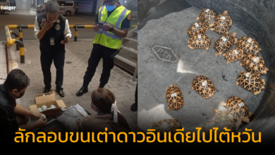 สาวลักลอบขนเต่าดาวอินเดียไปไต้หวัน