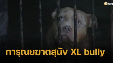 สุนัข XL bully หลายร้อยตัวในอังกฤษ จะถูกกำจัดภายใน 31 ธ.ค.นี้ หากไม่ถูกรับเลี้ยง
