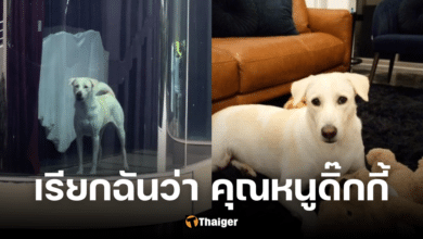 ส่องชีวิตคุณหนูดิ๊กกี้ หมาไฮโซบนคอนโดหลักล้าน อิจฉาวาสนาผู้ใดหนอ