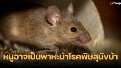 หนู พาหะนำโรคพิษสุนัขบ้า