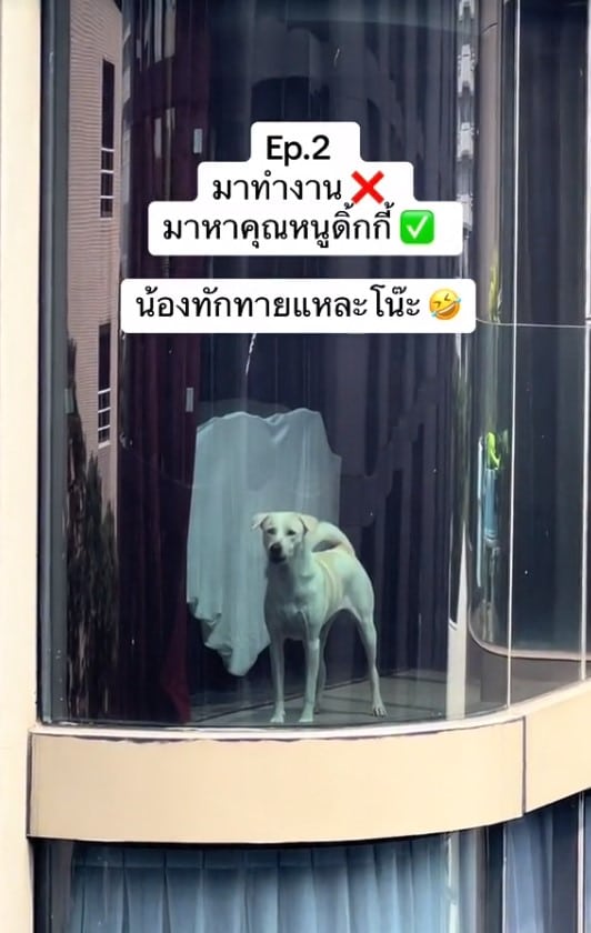 หมาไฮโซบนคอนโดหลักล้าน