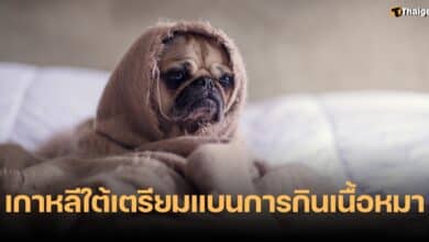 เกาหลีใต้ออกกฎหมายห้ามกินเนื้อสุนัข