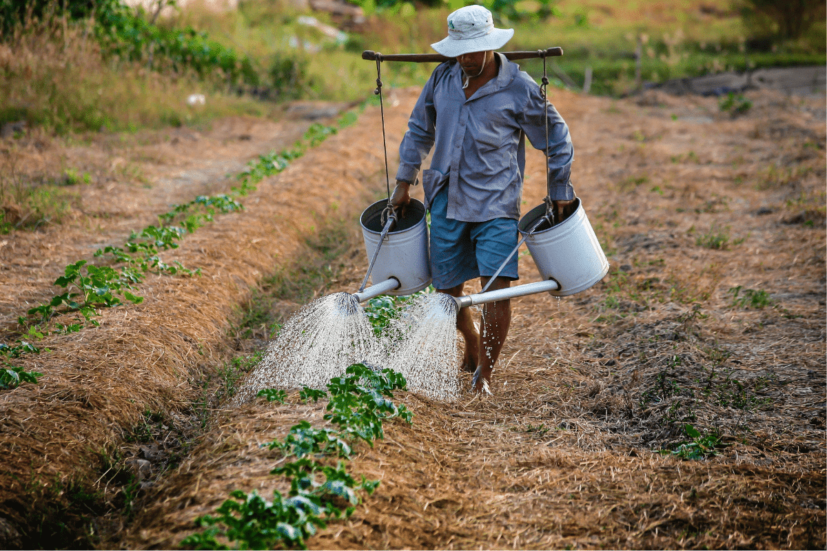 เงินช่วยเหลือชาวนาชาวไร่