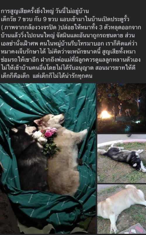เด็กปีนเข้าบ้าน หมาหลุดโดนรถชน ตาย 2