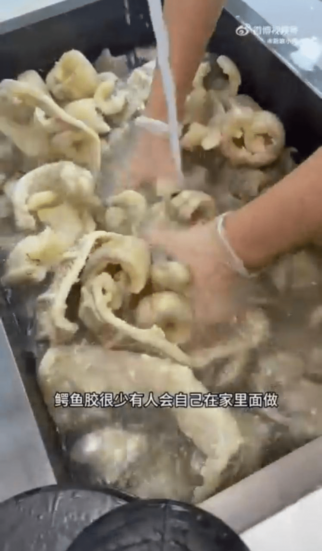 สาวจีนซื้อจระเข้ วังทำกระเป๋า