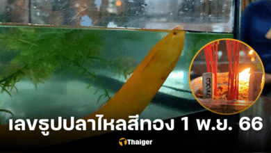 เลขธูปปลาไหลสีทอง ชูคอเหนือน้ำ ชาวบ้านเชื่อมี 2 ร่างในตัวเดียว งวด 1 พ.ย. 66 (1)