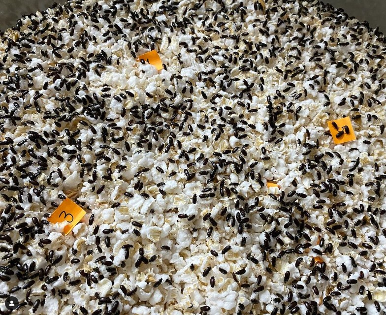 เลขเด็ด กอล์ฟ เบญจพล พี่กระดิ่งทอง 1 12 66