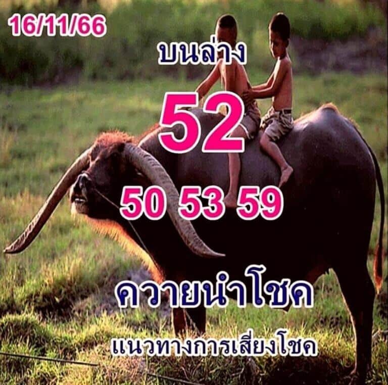 เลขเด็ด ควายนำโชค 16 11 66