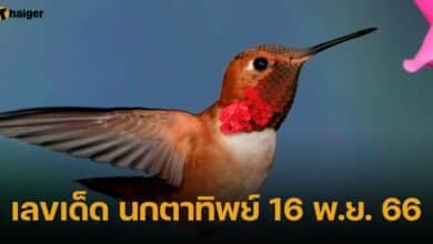 เลขเด็ด นกตาทิพย์ 16 พ.ย. 66