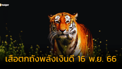 เสือตกถังพลังเงินดี 16 พ.ย. 66