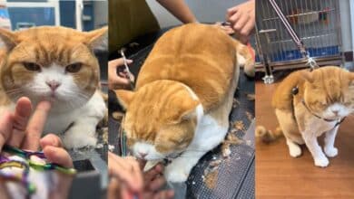 แมวทรงเต่า คลิปไวรัลตัขนแมว