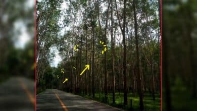 ข่าวโซล่าเซลล์ในป่ายาง