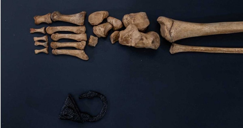 โปแลนด์ขุดเจอซากเด็ก