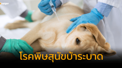 โรคพิษสุนัขบ้า ระบาดหนักในภาคใต้