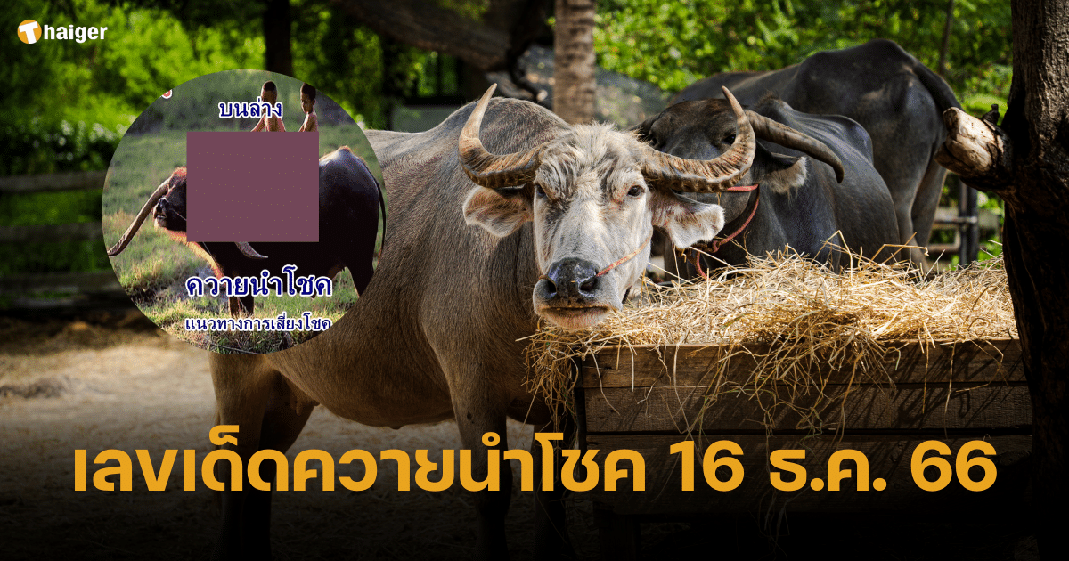 เลขเด็ด ควายนำโชค อ้ายตุ่ย บุกรางวัลใหญ่ งวด 16 12 66