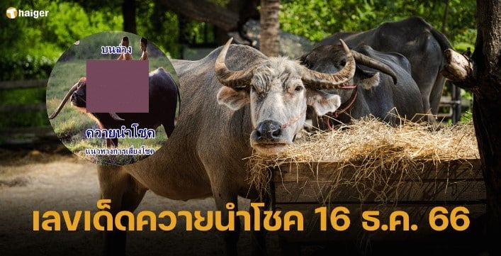 เลขเด็ด ควายนำโชค 16 12 66