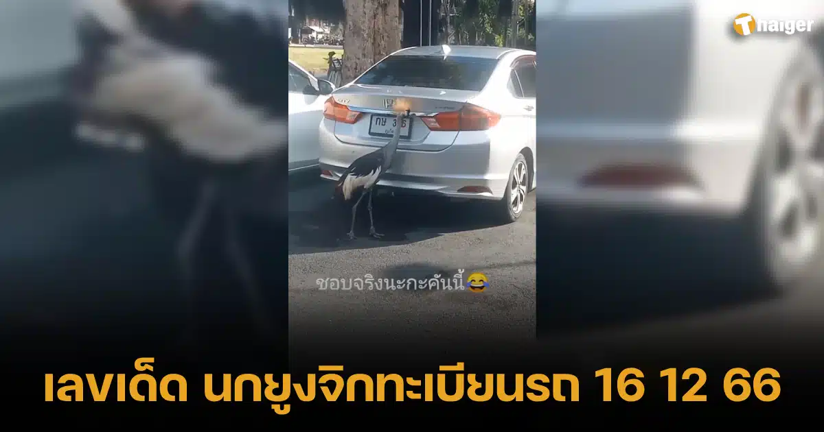 เลขนำโชค นกยูงจิกป้ายทะเบียนหมายเลข 16 12 2566