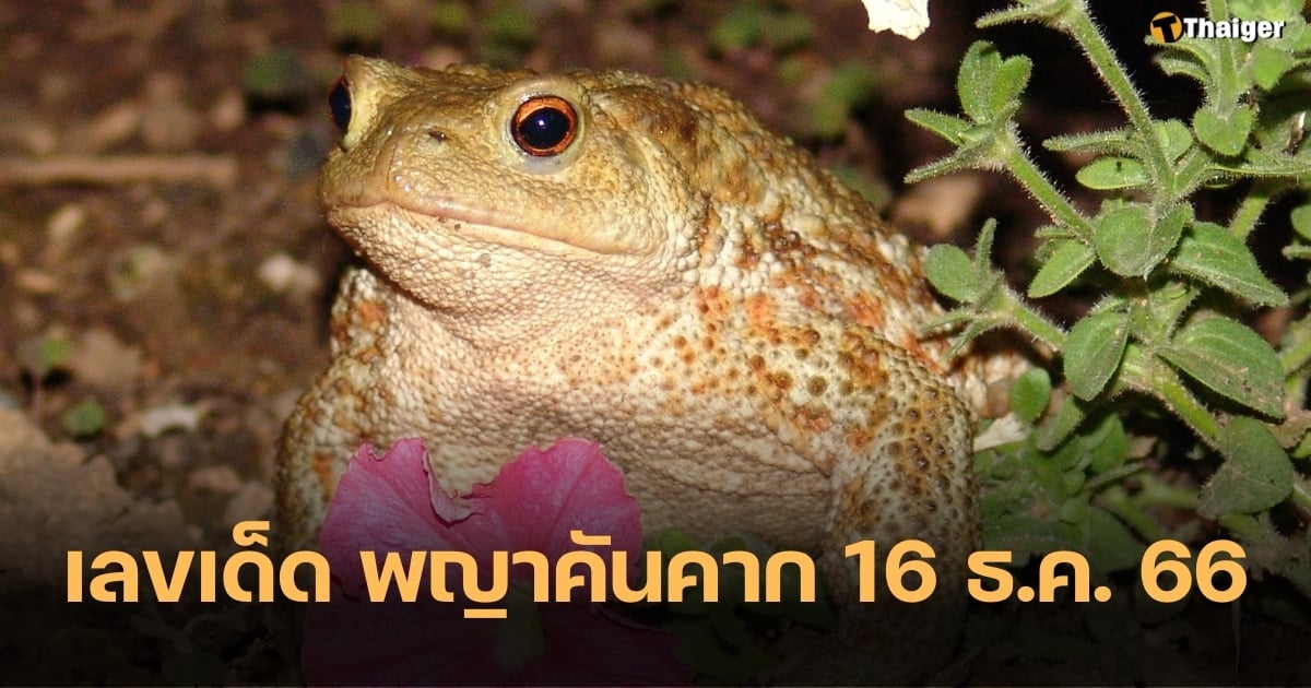 เลขเด็ด พญาคันคาก 16 12 66